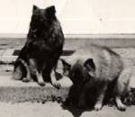 Spitz
