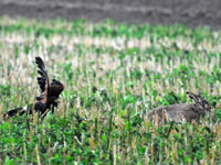 Jagd 4