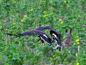 Synchronflug auf den Hasen