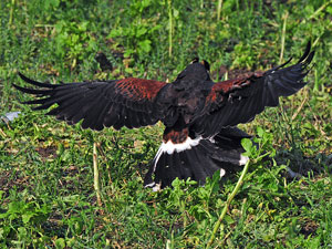 Synchronflug auf den Hasen