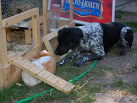 Der Wachhund der Meerschweine