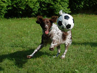 Auf der Jagd nach dem Ball