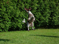 Und Hopp!